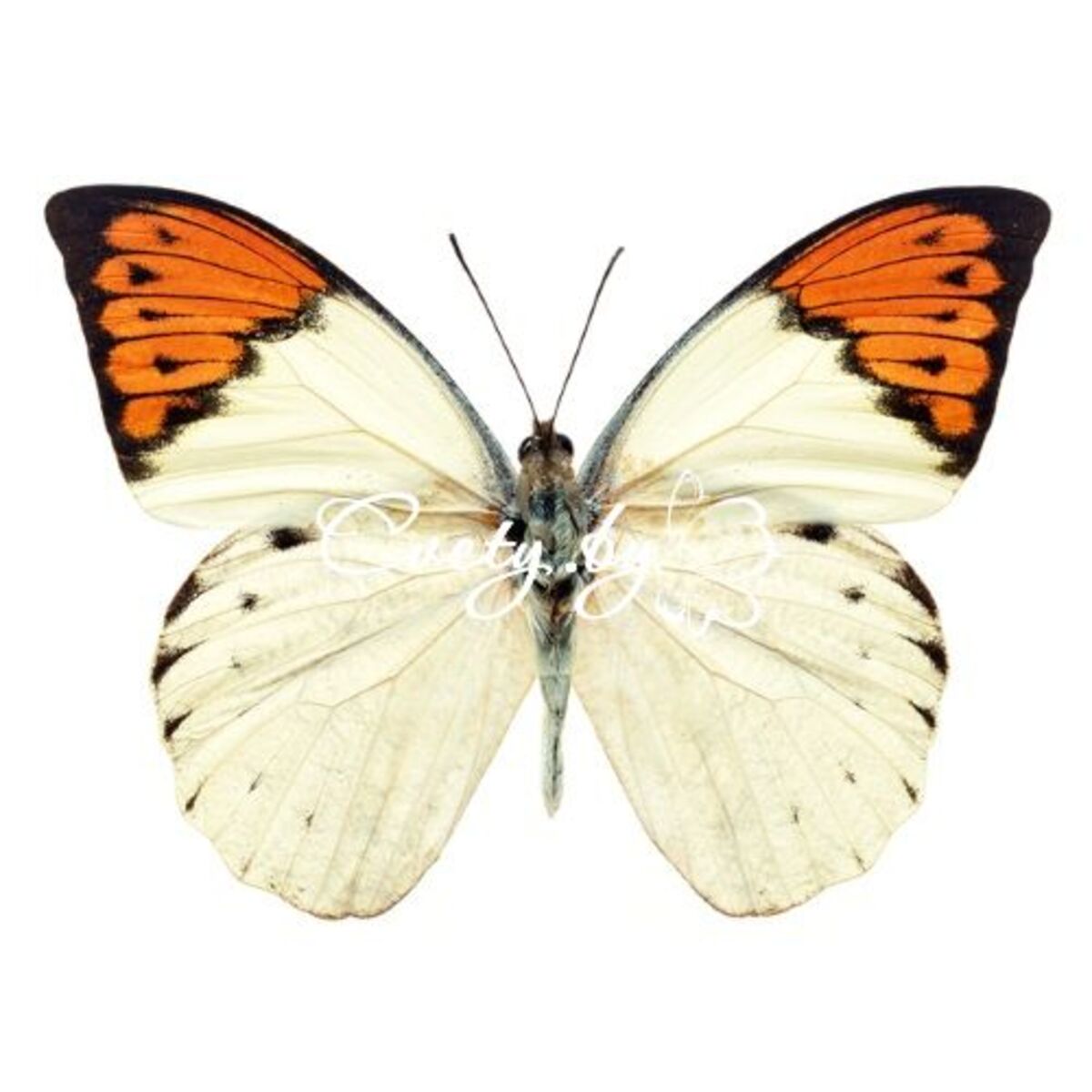 ������� (Hebomoja glaucippe)