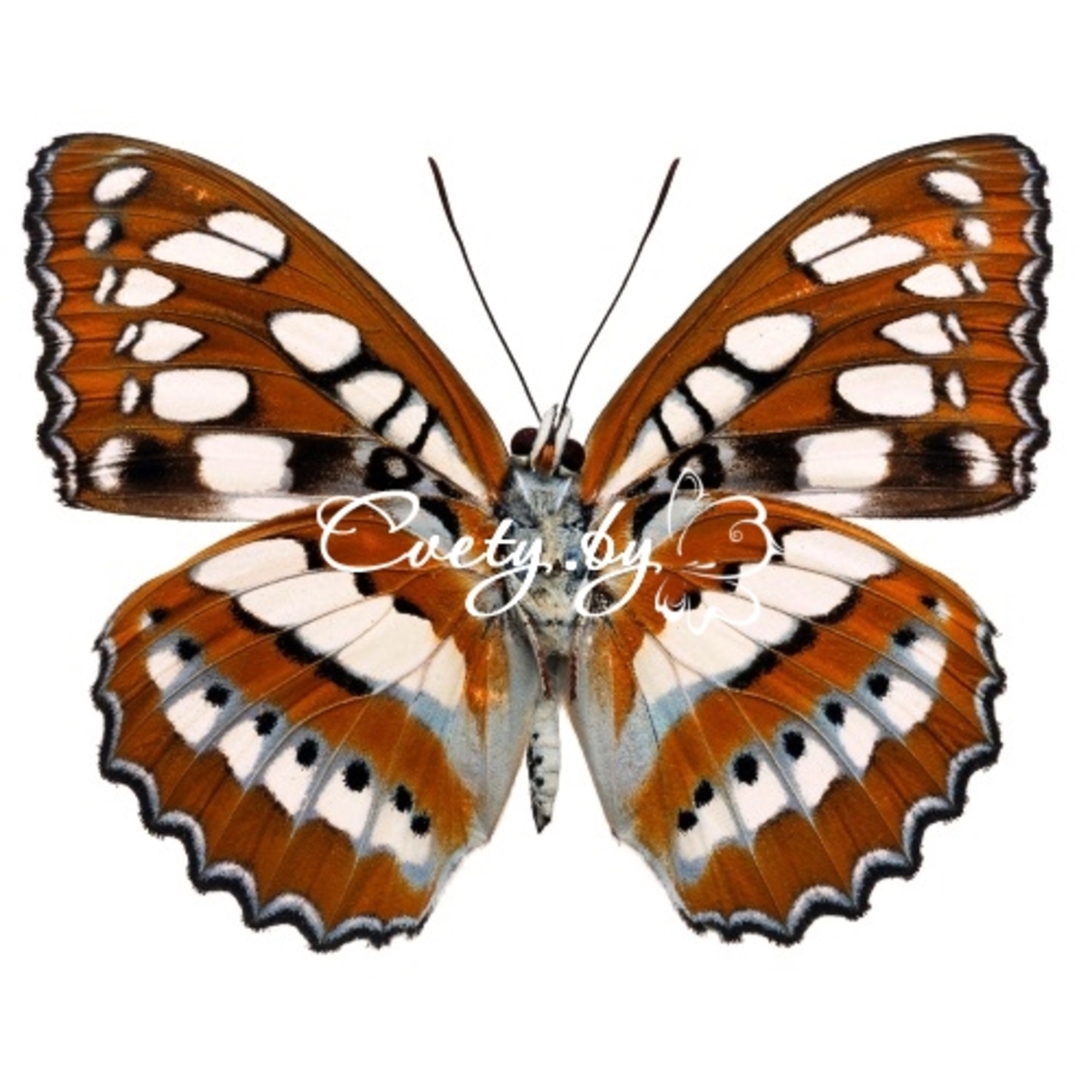 ������ (Cethosia Biblis)