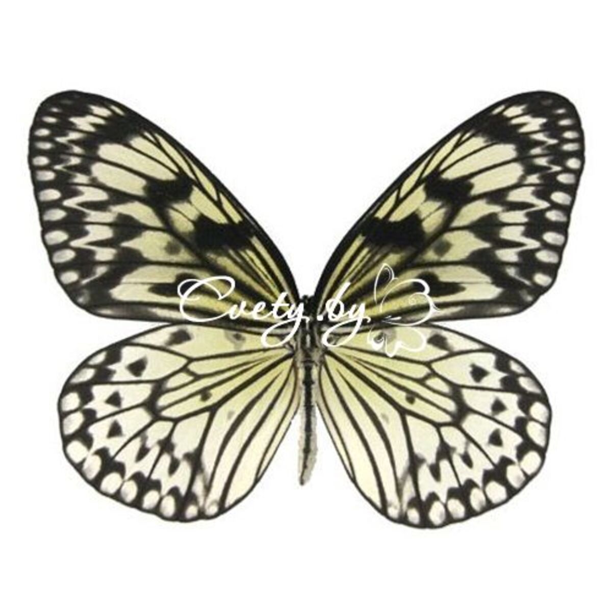 ���� (Idea Leuconoe)