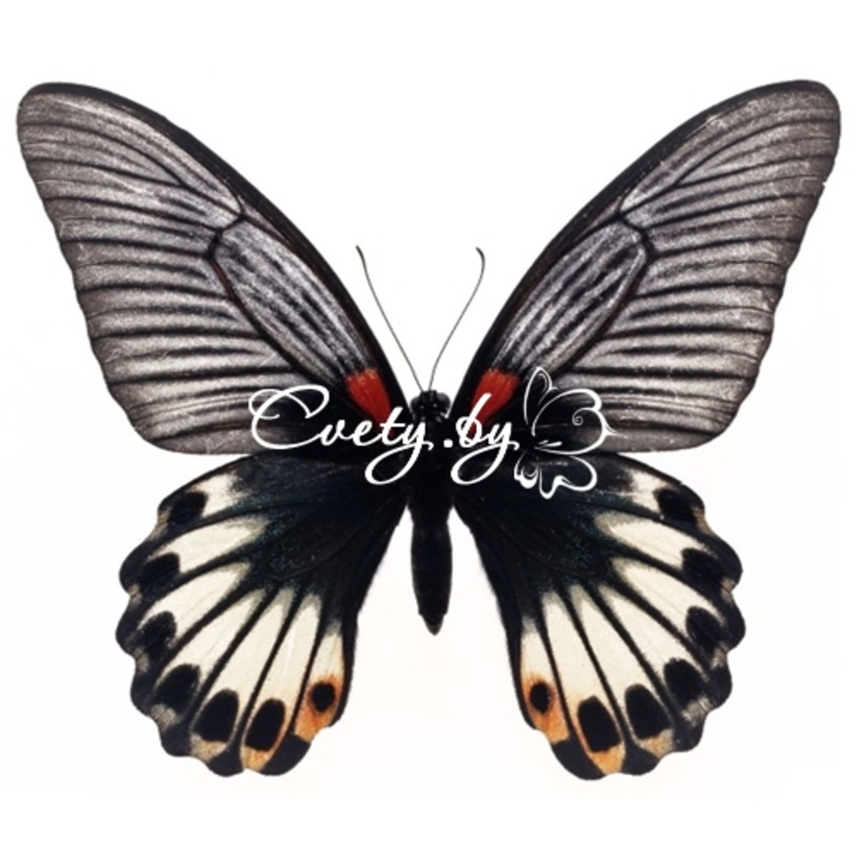 ������ (Papilio Memnon)