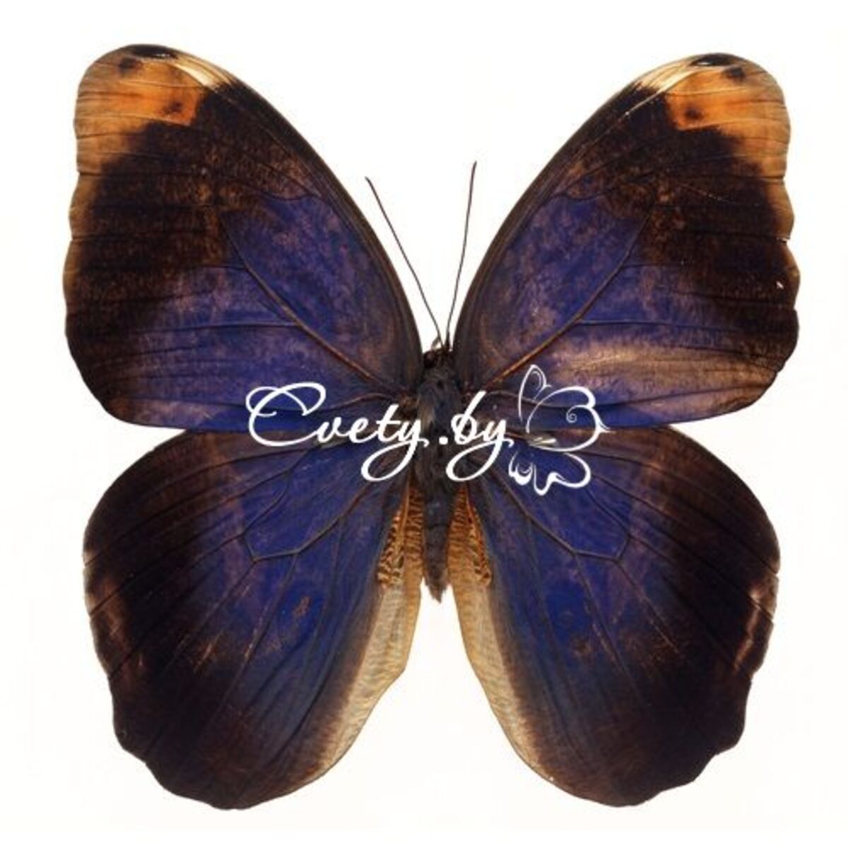 ������ ����� (Caligo atreus)
