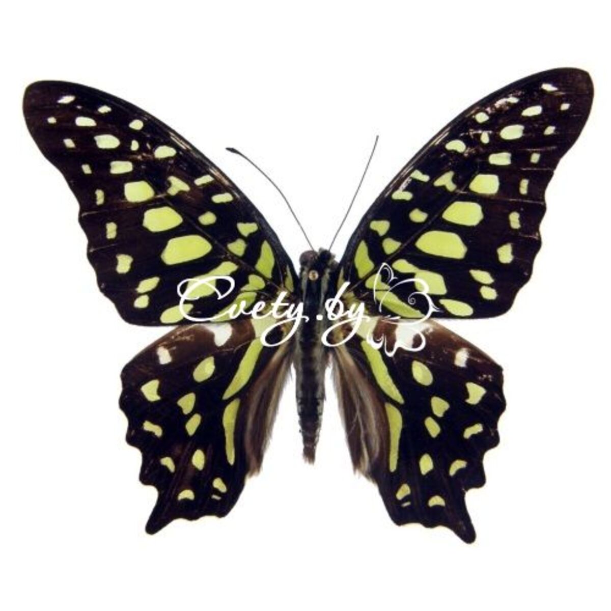��������� ����� (Graphium Agamemnon)