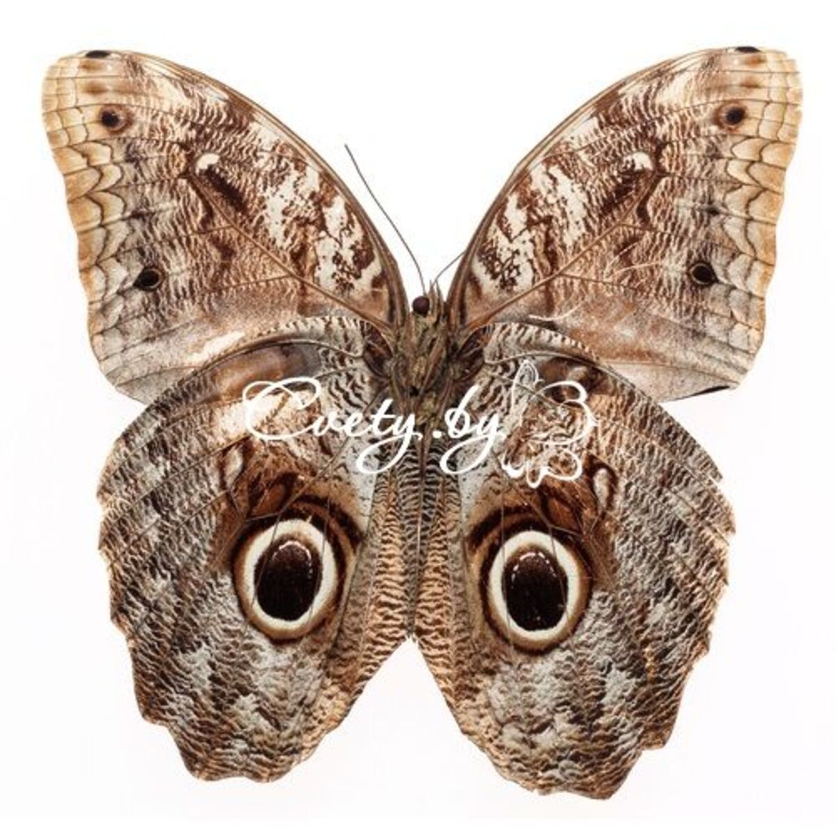 �������� ������� (Caligo eurilochus)