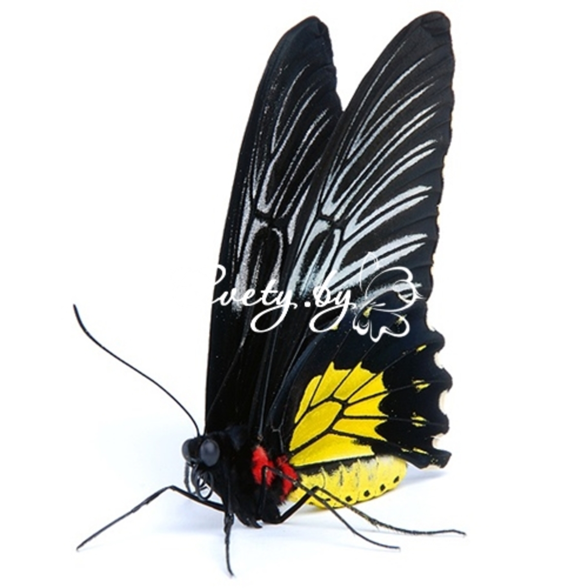 ������� �������� (Troides rhadamantus)