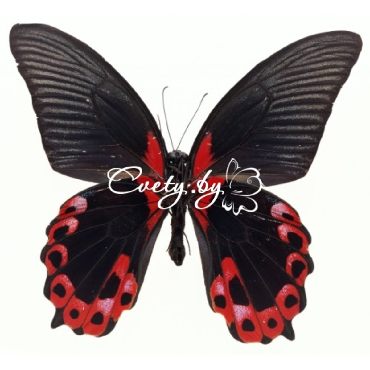 �������� ��������� (Papilio Rumanzovia)