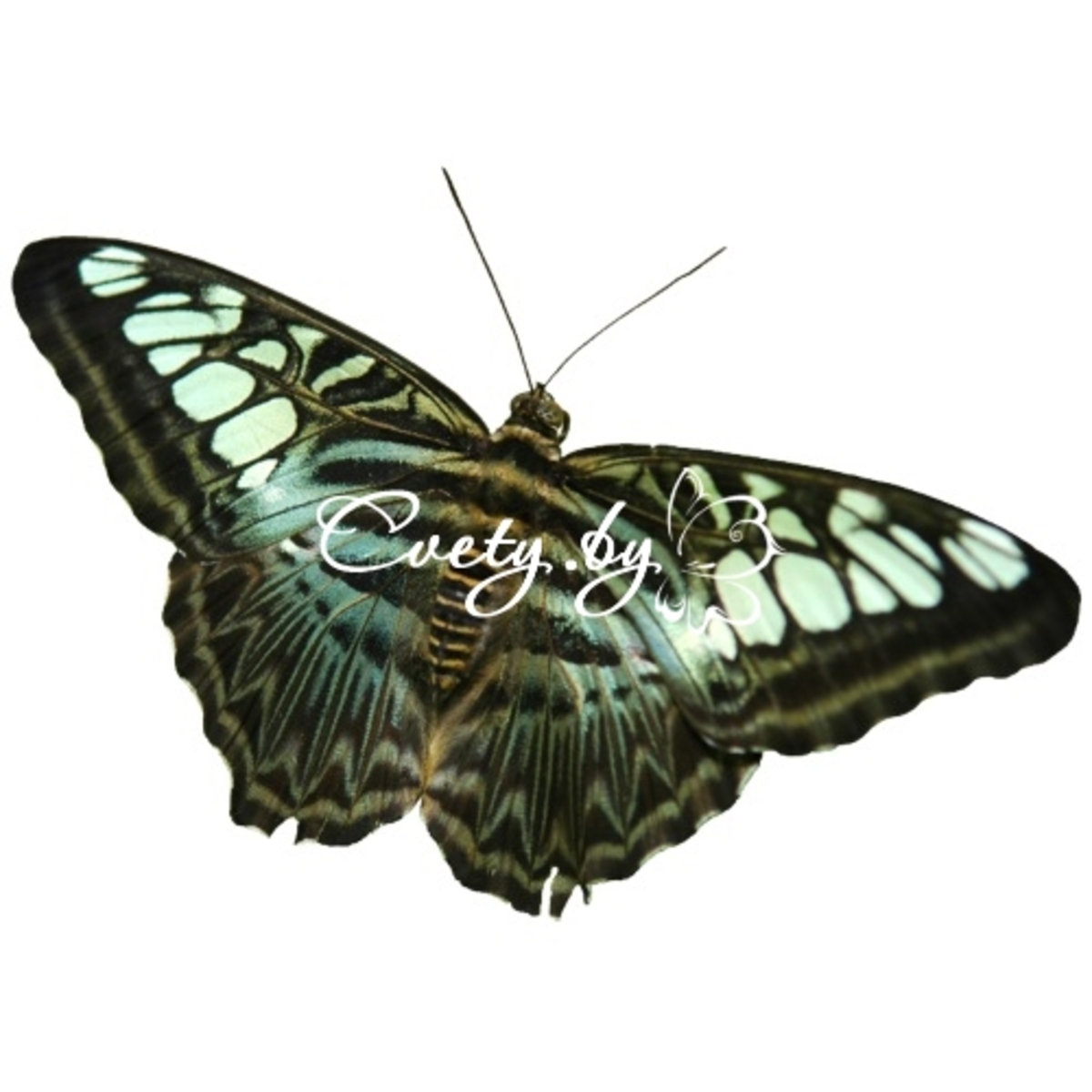 Сильвия (Parthenos sylvia)