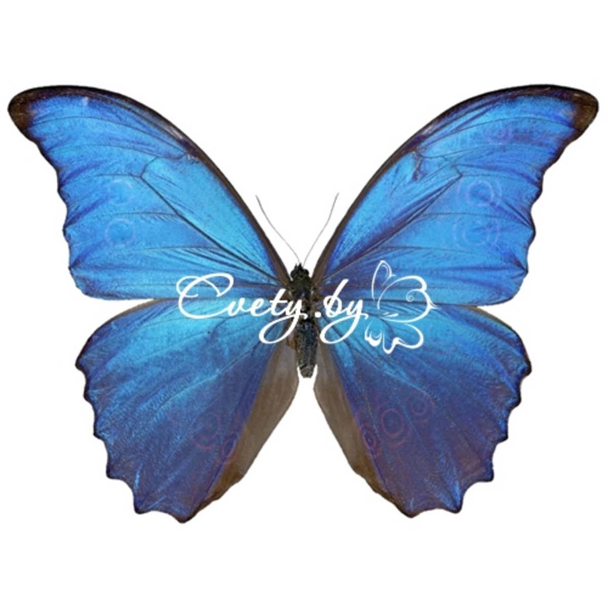 ������� ����� (Morpho Peleides)